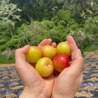 자두 대과 1kg (과당 85g 이상)