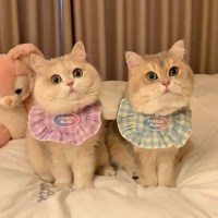 도그웨그 큐티 넥 케이프 강아지 고양이 악세사리