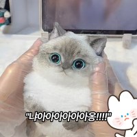 bookaz 고양이 말랑이 5종