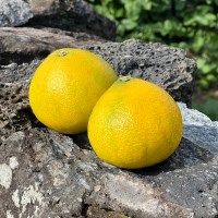 황금향 가정용 1kg 대과 2-4과 내외