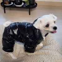 가을 겨울용 포근한 강아지 유광 롱패딩 4size 2color