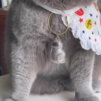 고양이 털 보관 키링 캡슐 열쇠고리 DD-13283