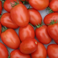 국내산 스테비아 방울토마토 500gx2팩 [P]