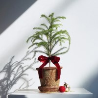 [내추럴그린] 생화 크리스마스 트리 아라우카리아+토분&받침set