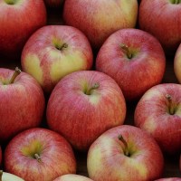 경북부사 사과 A급 가정용 중과 1kg/4-5과내외 [P]