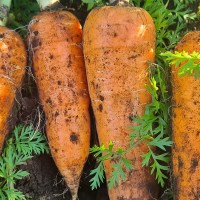 신선 제주 구좌 당근 상 5kg내외(박스포함중량) [P]