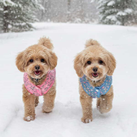 강아지 커플룩 김장 누빔조끼 할매조끼
