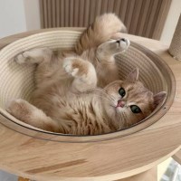 고양이 쏙볼스크래쳐 투명볼 전용 스크래쳐 방석 숨숨 하우스