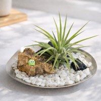 작은사막 이오난사 힐링 테라리움 키트 집들이 선물