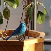 버드빌 블루 버드 자석 클립 새모양 오브제