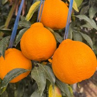 제주 가정용 한라봉 2kg(박스포함) 중대과 6-10과/노지