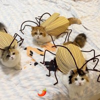 고양이 바퀴벌레 옷 만들기 DIY 강아지 웃긴 반려동물 의상 쓸데없는