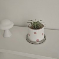 [식물포함] 무화과팟 라즈베리 도트팟