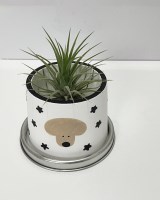 무화과팟 블랙스타 멍뭉이 화분