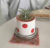 [식물포함]무화과팟 방울토마토 화분