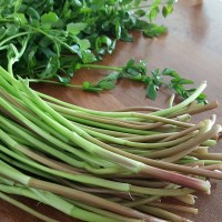 제철 경북 청도 미나리 1kg