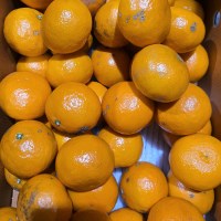 제주 가정용 못난이 카라향 혼합과 2kg(박스포함) [P]