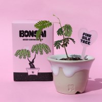 분재 씨앗 키트 - 자귀