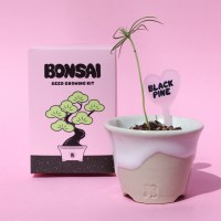 분재 씨앗 키트 - 해송