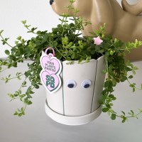 이사벨라 페페 미니 화분