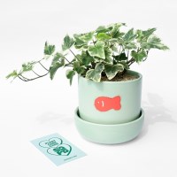 원더 아이비(무늬 아이비) 화분