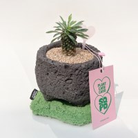 괴마옥(소철기린) 선인장 미니 화분