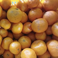 제주 가정용 못난이 카라향 2kg(박스포함) 혼합과