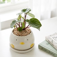 수박페페로미아 귀여운 병아리화분