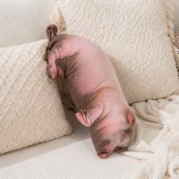리얼 돼지 봉제인형 대형 동물 쿠션 인테리어 소품 인형 60cm