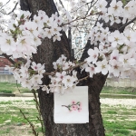 [Organic cotton] Cherry Blossom