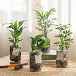 [plant] 공기정화식물 4종 - 수경재배화병세트(10x15