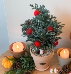 블루버드나무 블루바드 비단삼나무 크리스마스 트리나무 생화트리