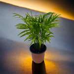 미미네가든 테이블야자 1포트 -수경재배 공기정화식물