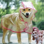 비오는 날 댕댕이 산책 투명 강아지 판쵸 우비