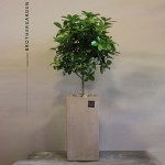 [공기정화화분/개업화분]매끈한 타원형 잎사귀의 나무 목향