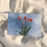 [솜] 봄 감성 엽서 튤립 노을 하늘 리시안셔스 꽃 사진 포토 카드