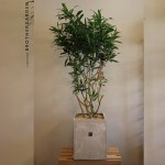 [사무실개업/공기정화식물]자마이카