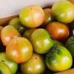[신선배송] 스테비아 대저 토마토 1kg (6-8입)