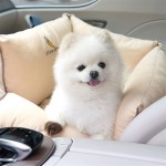 강아지카시트 뉴 쁘띠 꿀잠 카시트 (베이지)