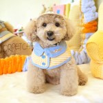 [패리스독] 베어케이프&볼캡세트