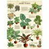 카발리니 포스터-House Plants