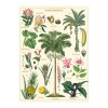 카발리니 포스터-Tropical Plants