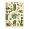 카발리니 포스터-Cacti & Succulents