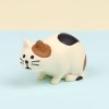 concombre 관찰 고양이