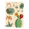카발리니 포스터-Cacti & Succulents 2