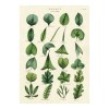 카발리니 포스터-Botany Leaves