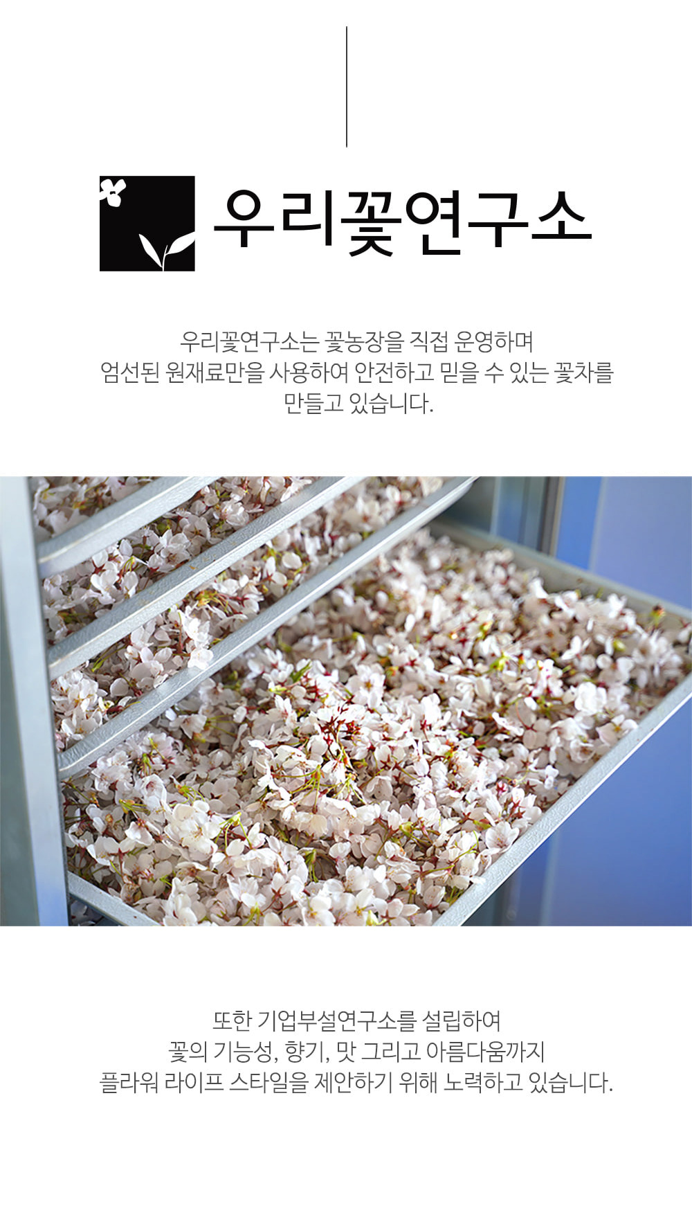 [우리꽃연구소] 매화차 13g 레귤러 꽃차 국내산 상세 이미지 6
