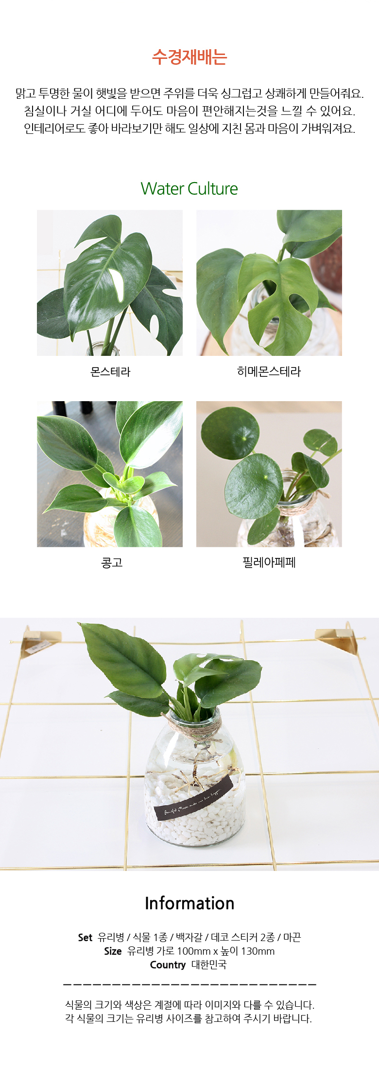 쁠랑뜨 - 수경재배 5종세트 상세 이미지 2