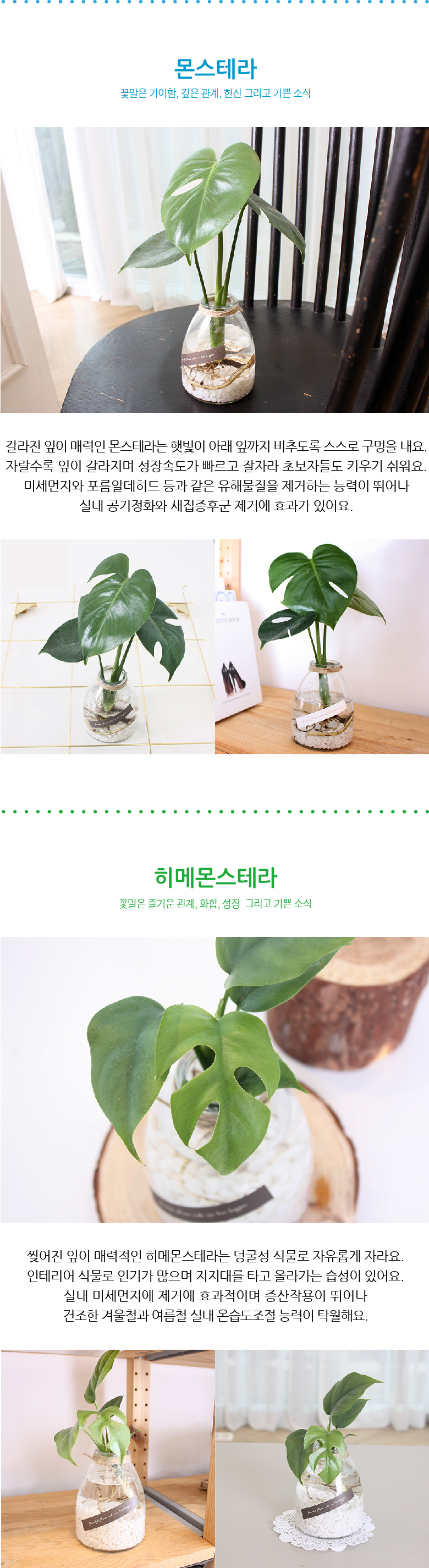 쁠랑뜨 - 수경재배 5종세트 상세 이미지 3