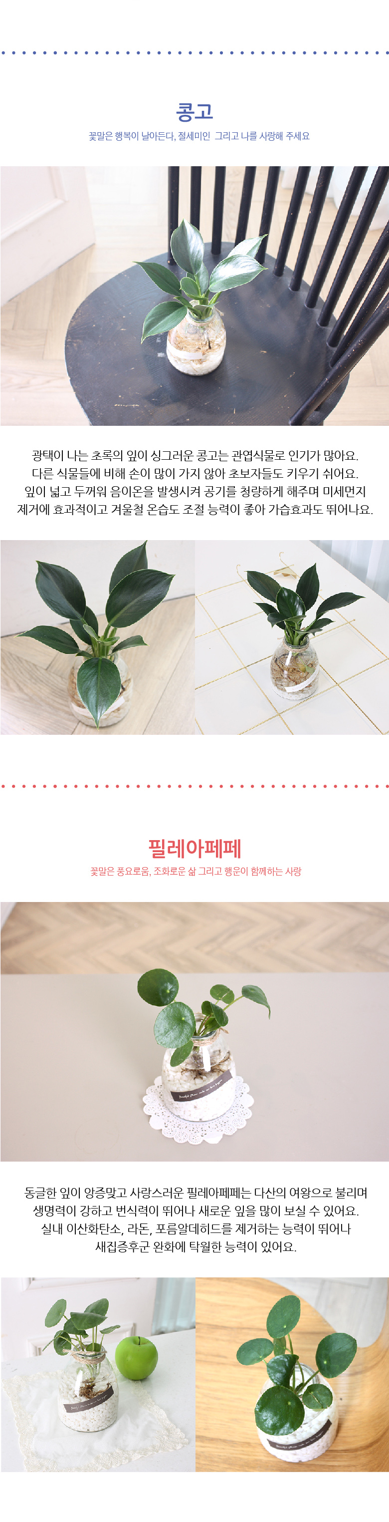 쁠랑뜨 - 수경재배 5종세트 상세 이미지 4